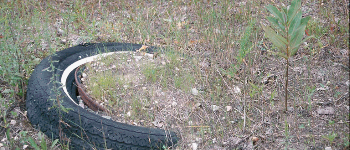Dump sites